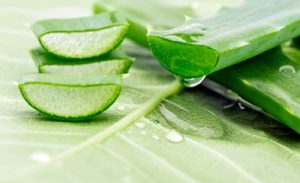 function of aloe vera in human body 