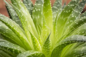what is the work of aloe vera in the body