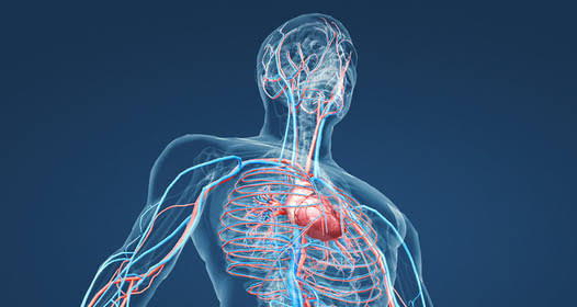 things your body does to keep you alive