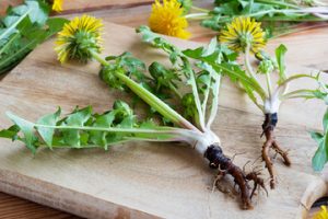 Health benefits of dandelion roots and leaves