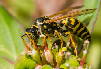 stinging control sting insects pest wasps treating pests getridofallthings