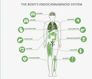 Ways to Support the Endocannabinoid System