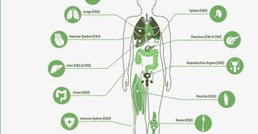 Ways to Support the Endocannabinoid System