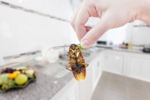 Alternative Home Remedies for Pest Prevention