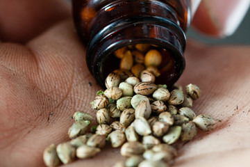Health benefits of Marijuana seeds