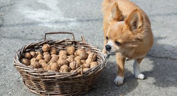 Which Nuts Are Safe To Feed Your Dog?