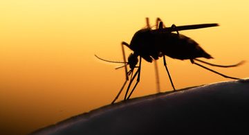 Tips for US and European Travelers on Avoiding Malaria