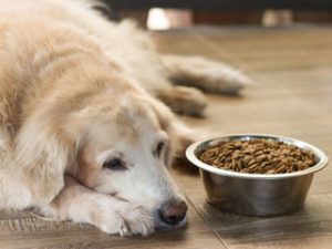 Best Remedies for a Nauseous Dog