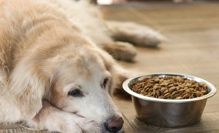 Best Remedies for a Nauseous Dog