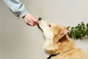 Ways To Find Out The Best Food For Pet