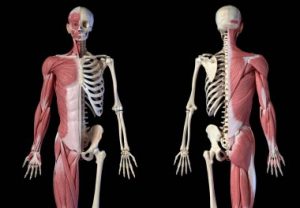 How to Keep Your Musculoskeletal System Healthy