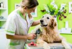 How to Keep Your Golden Retriever Healthy