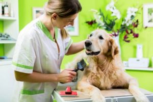 How to Keep Your Golden Retriever Healthy