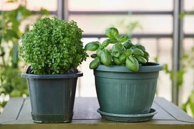 How To Grow Veggies In Your Apartment