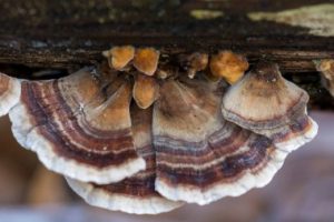 Benefits of Turkey Tail Mushroom