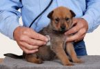 Health Checks when Buying a Puppy