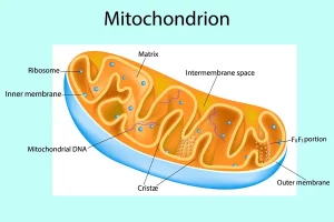 How To Keep Your Mitochondria Healthy