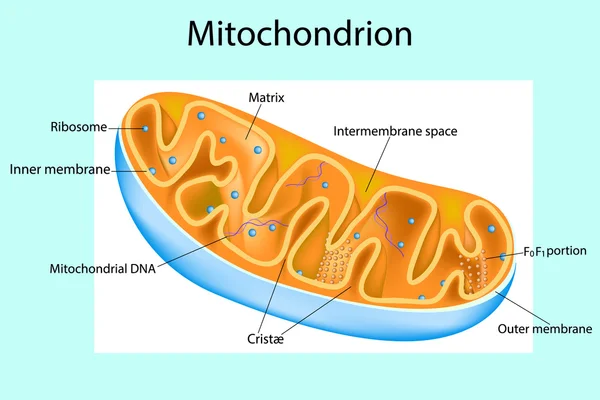 How To Keep Your Mitochondria Healthy