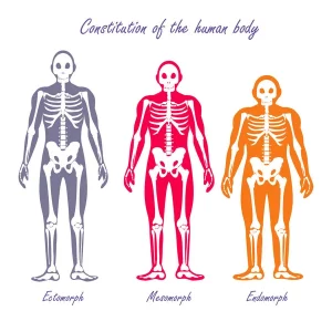 Somatotypes different body types