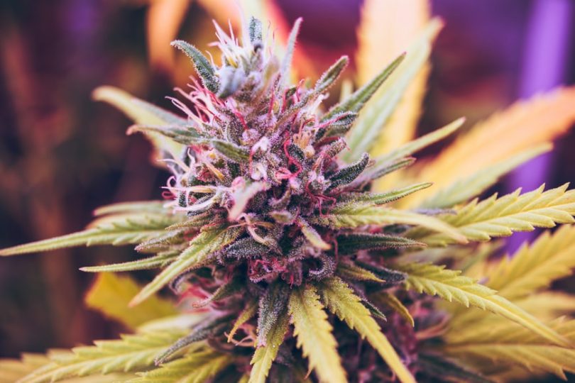3 Things To Keep In Mind While Consuming Cannabis For The First Time