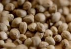 Everything You Need To Know About Cannabis Seeds