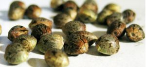 Everything You Need To Know About Cannabis Seeds